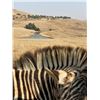 Image 13 : 7-DAY BULL GIRAFFE AND CAPE BUFFALO  HUNT FOR 1 HUNTER IN SOUTH AFRICA