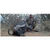 Image 5 : 7-DAY BULL GIRAFFE AND CAPE BUFFALO  HUNT FOR 1 HUNTER IN SOUTH AFRICA