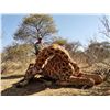 Image 7 : 7-DAY BULL GIRAFFE AND CAPE BUFFALO  HUNT FOR 1 HUNTER IN SOUTH AFRICA