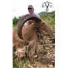 Image 3 : 3 1/2-DAY AOUDAD HUNT FOR 1 HUNTER IN WEST TEXAS