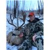 Image 8 : 4 - DAY MULE DEER HUNT FOR 2 HUNTERS