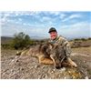 5 - DAY EUROPEAN GREY WOLF HUNT IN MACEDONIA FOR 1 HUNTER AND 1 NON-HUNTER (Trophy fee for 1 Europea