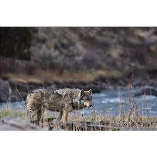 BC GRAY WOLF PELT