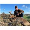 Image 2 : 4 - DAY IBERIAN ROE DEER HUNT FOR 1 HUNTER