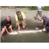 Image 2 : 7th ANNUAL WILD SHEEP JURASSIC CLASSIC STURGEON FISHING TOURNAMENT • 2 - DAY TRIP FOR 2 ANGLERS