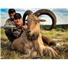 Image 2 : 4 - DAY AOUDAD HUNT IN DEEP WEST TEXAS FOR 1 HUNTER AND 1 NON-HUNTER