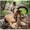 Image 4 : 4 - DAY AOUDAD HUNT IN DEEP WEST TEXAS FOR 1 HUNTER AND 1 NON-HUNTER