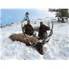 8 - DAY BULL ELK HUNT IN WYOMING FOR 1 HUNTER