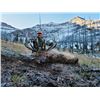 Image 2 : 8 - DAY BULL ELK HUNT IN WYOMING FOR 1 HUNTER