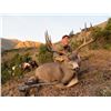 Image 4 : 5 - DAY HUNT IN BRITISH COLUMBIA FOR 1 HUNTER (Hunters choice of one: black bear, mule deer, wolf, l