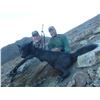 Image 5 : 5 - DAY HUNT IN BRITISH COLUMBIA FOR 1 HUNTER (Hunters choice of one: black bear, mule deer, wolf, l