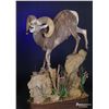 Image 2 : LIFE-SIZE WILD SHEEP MOUNT WITH BASE