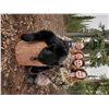 Image 5 : 5 - DAY BLACK BEAR HUNT FOR 2 PEOPLE OVER BAIT (Specializing in family members - mother/daughter - p