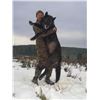 Image 2 : 5 - DAY WOLF HUNT FOR 4 HUNTERS IN CANADA