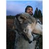 Image 8 : 5 - DAY WOLF HUNT FOR 4 HUNTERS IN CANADA