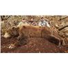 Image 2 : 12 - DAY SPRING KODIAK ISLAND BROWN BEAR HUNT FOR 1 HUNTER