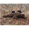 Image 8 : 12 - DAY SPRING KODIAK ISLAND BROWN BEAR HUNT FOR 1 HUNTER