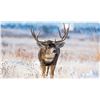 Image 1 : NEVADA UNIT 231 PRIVATE OWNERS DEER TAG - FOR 1 HUNTER
