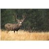 Image 2 : NEVADA UNIT 231 PRIVATE OWNERS DEER TAG - FOR 1 HUNTER
