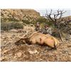 5 - DAY BULL ELK HUNT IN NEW MEXICO FOR 1 HUNTER AND 1 NON-HUNTER