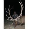 Image 3 : 5 - DAY BULL ELK HUNT IN NEW MEXICO FOR 1 HUNTER AND 1 NON-HUNTER