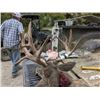 Image 2 : CALIFORNIA GOLDEN OPPORTUNITY DEER TAG