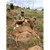 Image 3 : 5 - DAY AOUDAD SHEEP HUNT ON THE WILLIAMS RANCH IN TEXAS FOR 1 HUNTER