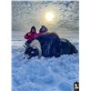 Image 2 : 6 - DAY BARREN GROUND MUSKOX HUNT FOR 1 HUNTER