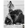 Image 8 : 6 - DAY BARREN GROUND MUSKOX HUNT FOR 1 HUNTER