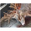 Image 3 : 3 - DAY WHITETAIL DEER HUNT FOR 1 HUNTER AND 1 NON-HUNTER - HUNT WITH WWO MATT AMOS