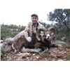 4 - DAY FREE RANGE CUSTOMIZED HUNT - IBERIAN MOUFLON OR AOUDAD SHEEP FOR 1 HUNTER & 1 NON-HUNTER (Tr