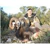 Image 2 : 4 - DAY FREE RANGE CUSTOMIZED HUNT - IBERIAN MOUFLON OR AOUDAD SHEEP FOR 1 HUNTER & 1 NON-HUNTER (Tr