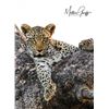 Image 2 : 5 - DAY/5 NIGHT EXCLUSIVE “BIG 5” PHOTO SAFARI FOR 2 PEOPLE WITH LUXURY LODGING