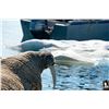 Image 8 : 7 - DAY WALRUS ARCTIC ADVENTURE HUNT FOR 1 HUNTER (Tag and license are included)