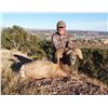 Image 2 : COLORADO ROCKY MOUNTAIN BIGHORN SHEEP LICENSE