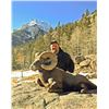 Image 8 : COLORADO ROCKY MOUNTAIN BIGHORN SHEEP LICENSE