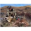 Image 12 : 5 - DAY SITKA BLACKTAIL DEER HUNT FOR 2 HUNTERS ON KODIAK ISLAND - TWO DEER PER HUNTER