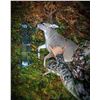 Image 2 : 5 - DAY SITKA BLACKTAIL DEER HUNT FOR 2 HUNTERS ON KODIAK ISLAND - TWO DEER PER HUNTER