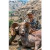 Image 8 : 2023 OREGON BIGHORN SHEEP TAG