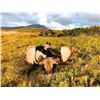 Image 2 : 12 - DAY ALASKAN PENINSULA TROPHY MOOSE HUNT FOR 1 HUNTER