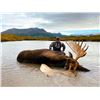 Image 3 : 12 - DAY ALASKAN PENINSULA TROPHY MOOSE HUNT FOR 1 HUNTER