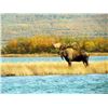 Image 4 : 12 - DAY ALASKAN PENINSULA TROPHY MOOSE HUNT FOR 1 HUNTER
