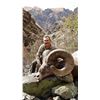 Image 2 : IDAHO BIGHORN SHEEP - INCLUDES AREA 11 HELL’S CANYON