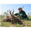 Image 2 : 4 - DAY HUNT FOR 2 HUNTERS IN SPAIN INCLUDING 2 MOUFLON SHEEP, OR 2 RED STAG OR 2 ROE DEER (Hunter’s