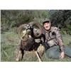 Image 4 : 4 - DAY HUNT FOR 2 HUNTERS IN SPAIN INCLUDING 2 MOUFLON SHEEP, OR 2 RED STAG OR 2 ROE DEER (Hunter’s