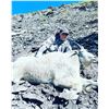 Image 2 : 10 - DAY MOUNTAIN GOAT HUNT FOR 1 HUNTER IN BC
