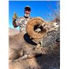 Image 6 : 8 - DAY WEEMSI DESERT BIGHORN SHEEP HUNT FOR 1 HUNTER
