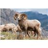 Image 2 : ALBERTA MINISTER’S SPECIAL LICENSE, ROCKY MOUNTAIN BIGHORN SHEEP