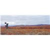 Image 2 : 10 - DAY ALASKA-YUKON MOOSE HUNT FOR 1 HUNTER IN NORTHWEST ALASKA