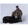 Image 2 : BRITISH COLUMBIA MOUNTAIN SHEEP SPECIAL HUNTING PERMIT